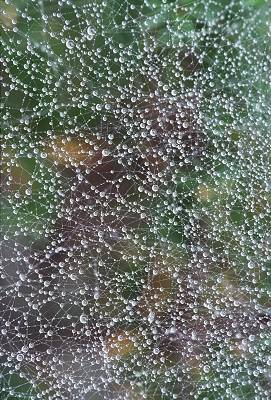 Spiderweb covered with dew, photograph by Brent VanFossen