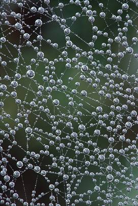 Spiderweb covered with dew, photographed with natural light, photograph by Brent VanFossen