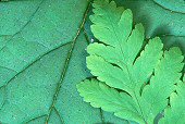 Leaf photograph by Brent VanFossen