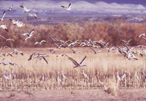 Birds in flight, Bosque del Apache, New Mexico, photograph by Brent VanFossen